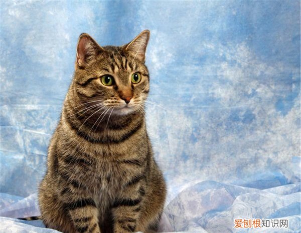 猫咪怎么识别身份，猫咪可以用什么识别身份