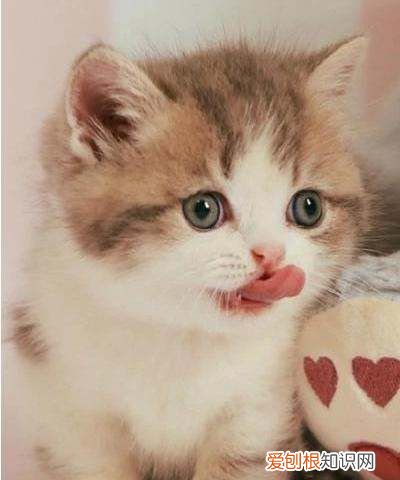 猫咪怎么识别身份，猫咪可以用什么识别身份