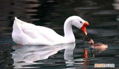 鸭子英语怎么说，什么白鹅写出动词