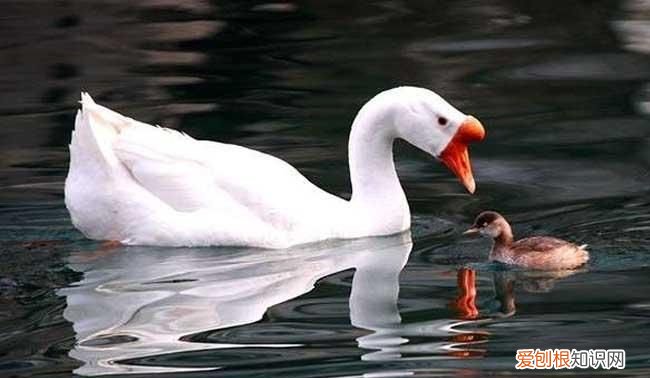 鸭子英语怎么说，什么白鹅写出动词