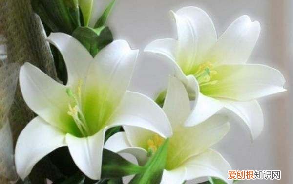 百合花第二年还开花，香水百合开完花后怎么处理