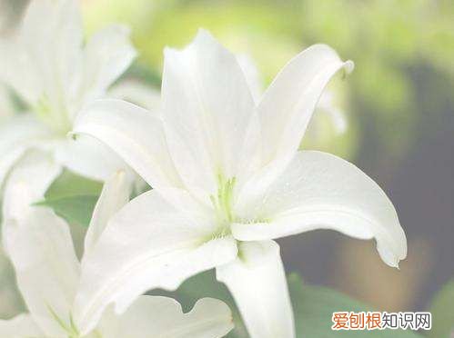 百合花第二年还开花，香水百合开完花后怎么处理