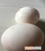 鸭蛋冒充大鹅蛋 鸭蛋个头似鹅蛋