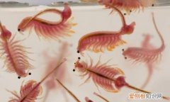 丰年虾能在多少度的环境中生存，丰年虫对自然环境有哪些重要作用