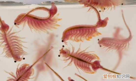 丰年虾能在多少度的环境中生存,丰年虫对自然环境有哪些重要作用