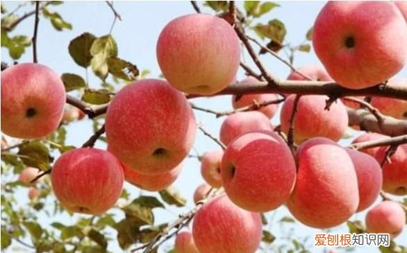 内蒙古123是什么水果，内蒙古可以种水果么