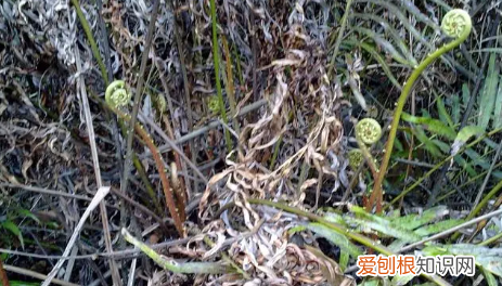 蕨菜几月份采，蕨菜什么时候采摘