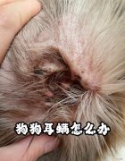 欣宠克驱虫药好吗