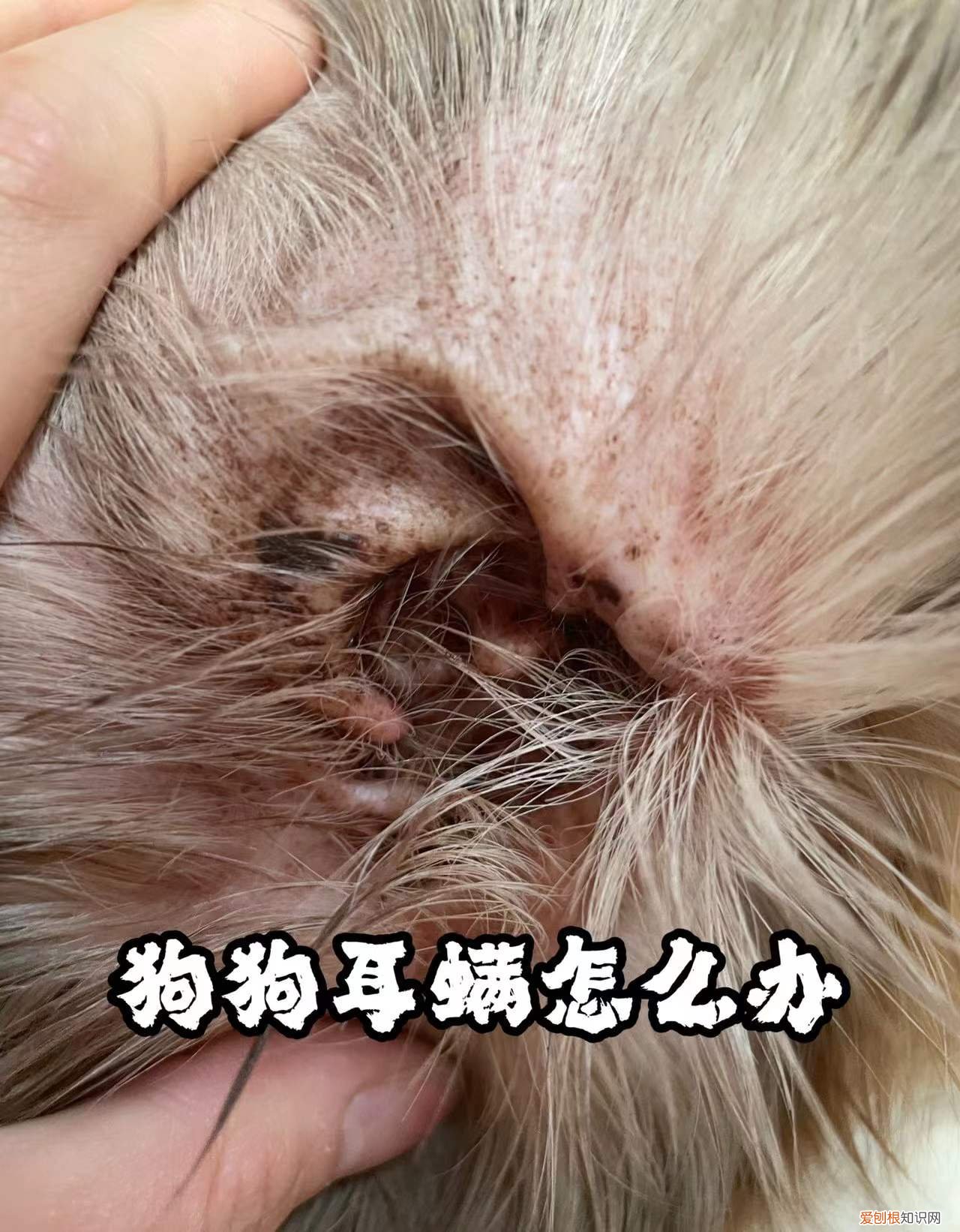 欣宠克驱虫药好吗