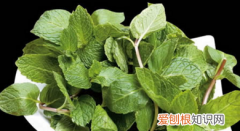 薄荷怎么烧，薄荷怎么吃好吃