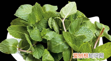 薄荷怎么烧，薄荷怎么吃好吃