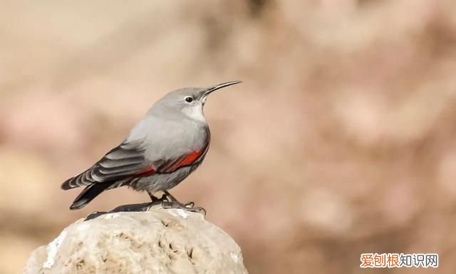 专家组房山调研,一天就发现这么多珍贵“小可爱”
