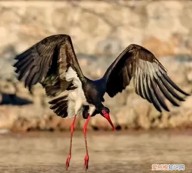 专家组房山调研,一天就发现这么多珍贵“小可爱”