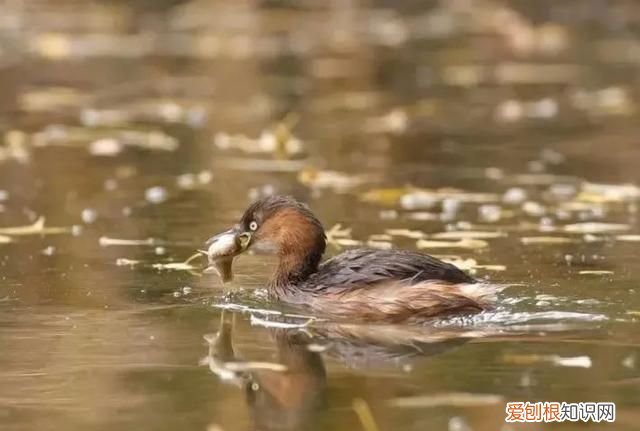 专家组房山调研,一天就发现这么多珍贵“小可爱”
