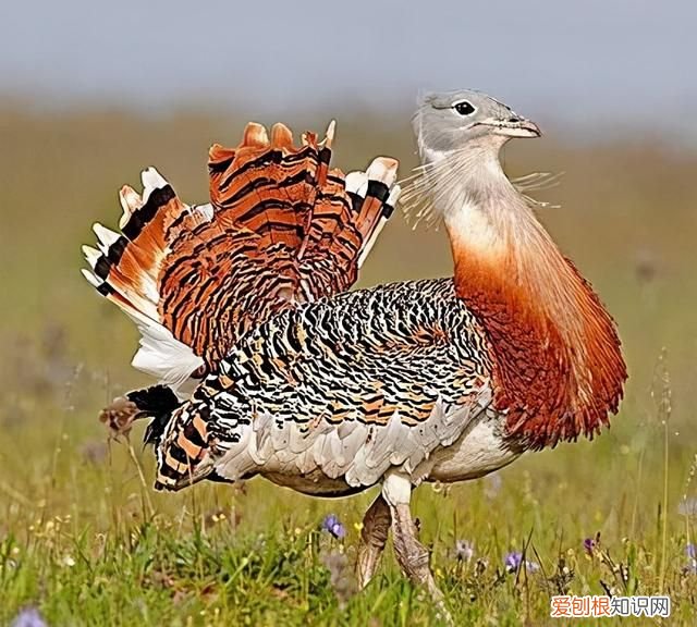 专家组房山调研,一天就发现这么多珍贵“小可爱”