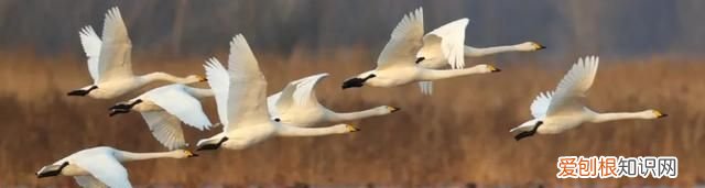 专家组房山调研,一天就发现这么多珍贵“小可爱”