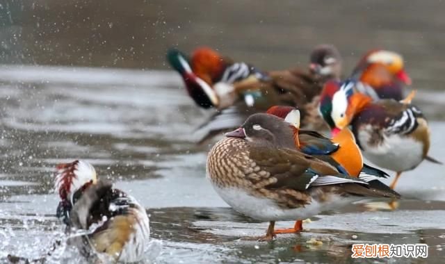 专家组房山调研,一天就发现这么多珍贵“小可爱”