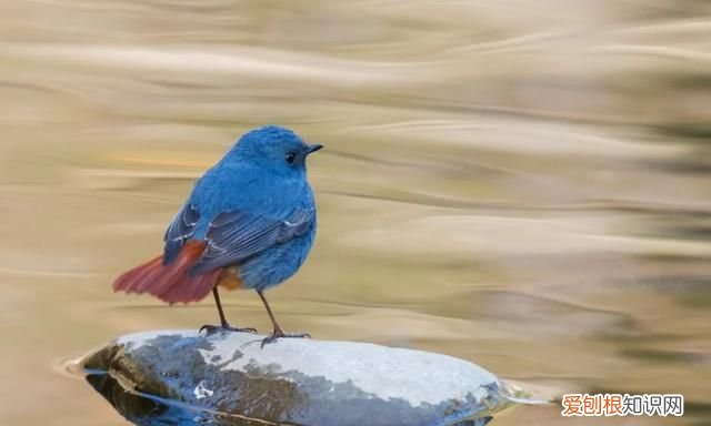 专家组房山调研,一天就发现这么多珍贵“小可爱”