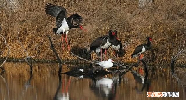 专家组房山调研,一天就发现这么多珍贵“小可爱”