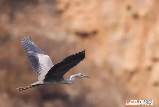 专家组房山调研,一天就发现这么多珍贵“小可爱”