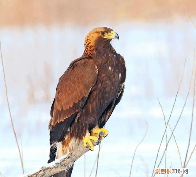 专家组房山调研,一天就发现这么多珍贵“小可爱”