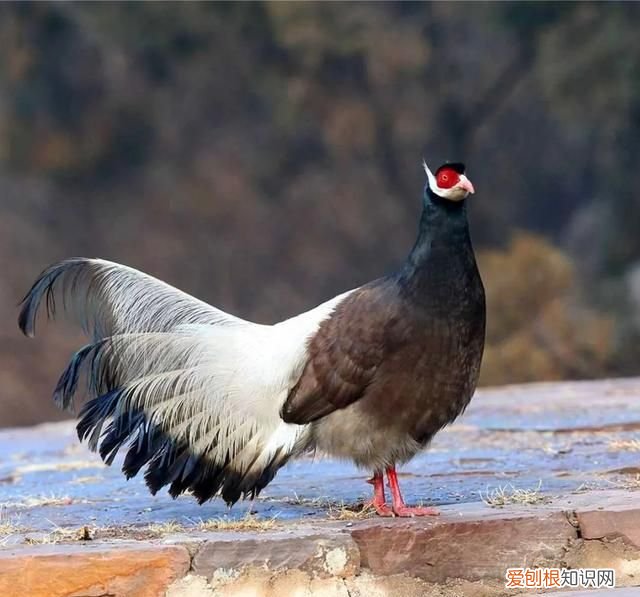 专家组房山调研,一天就发现这么多珍贵“小可爱”