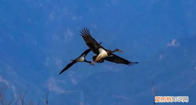 专家组房山调研,一天就发现这么多珍贵“小可爱”