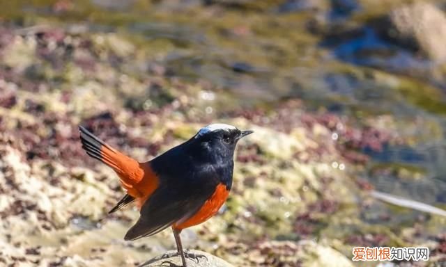 专家组房山调研,一天就发现这么多珍贵“小可爱”