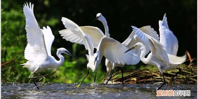 专家组房山调研,一天就发现这么多珍贵“小可爱”