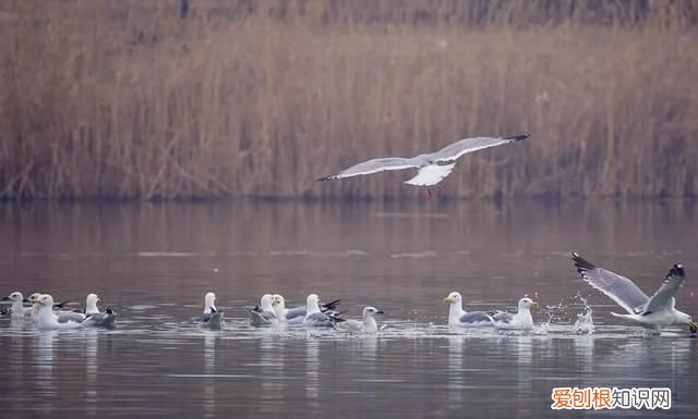 专家组房山调研,一天就发现这么多珍贵“小可爱”