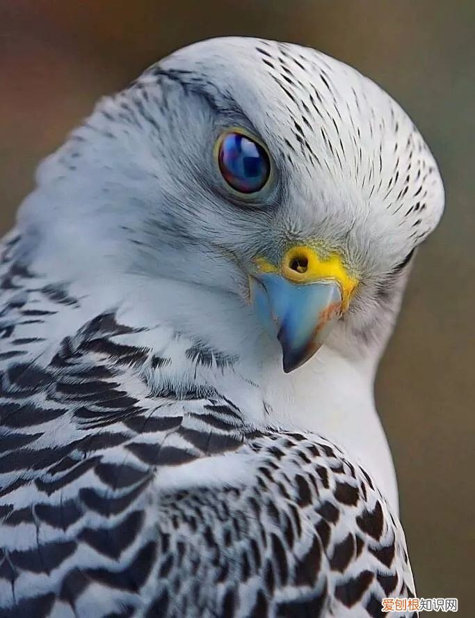 安踏板鞋男鞋新款