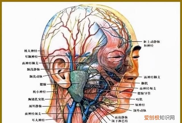 颧骨内推能推平吗 颧骨内推不建议推平