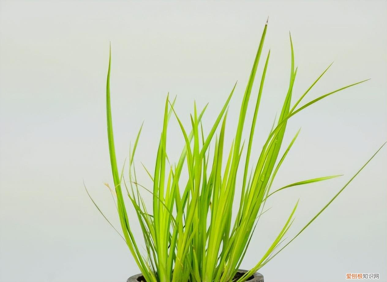 水生花卉植物有哪些全常绿还耐寒,养殖简单,种植不要太紧密。)