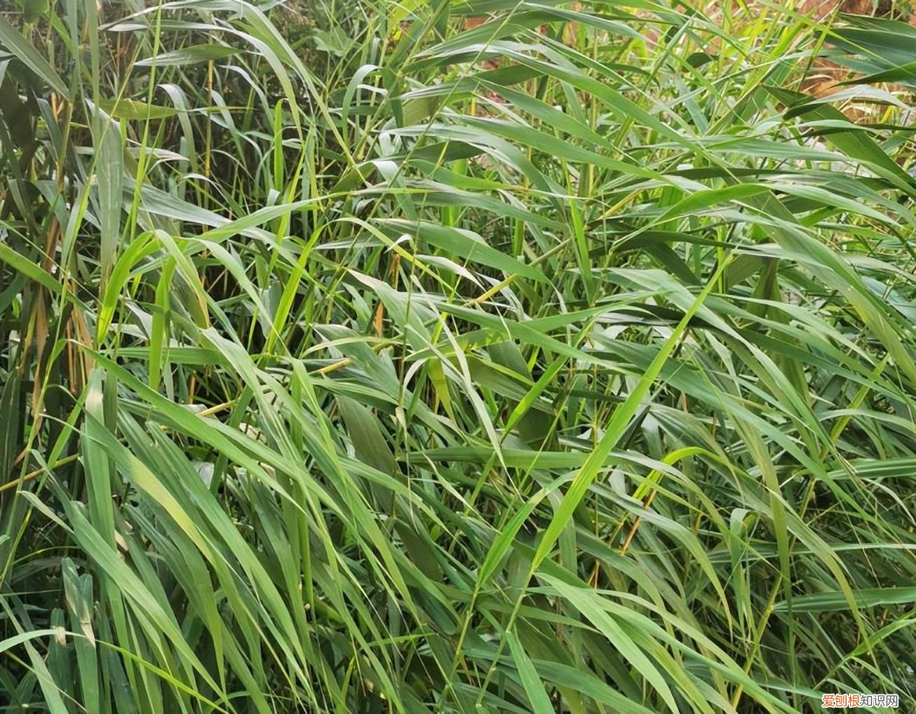 水生花卉植物有哪些全常绿还耐寒,养殖简单,种植不要太紧密。)