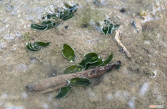 白边填充液是什么东西