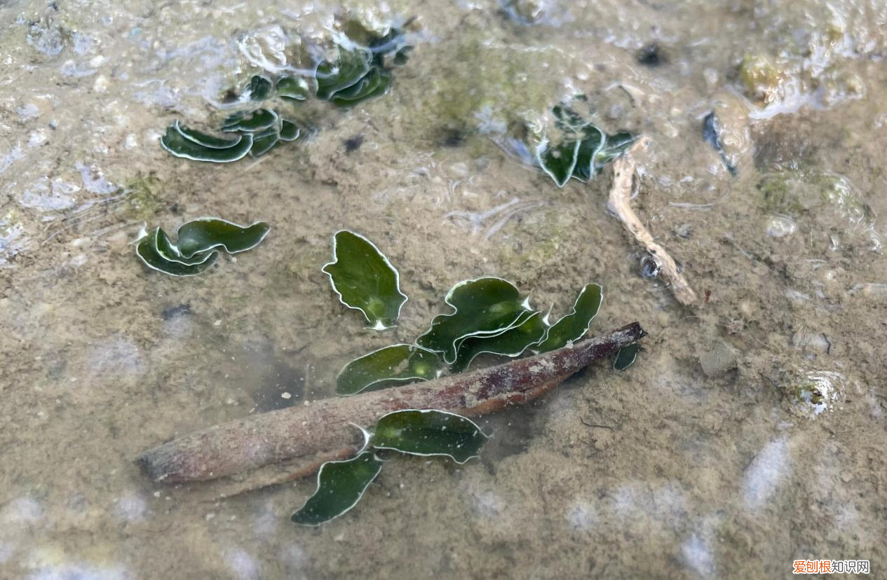 白边填充液是什么东西