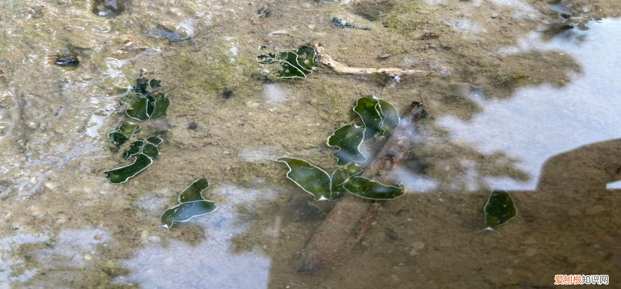 白边填充液是什么东西