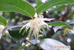 岩雀叫什么，蜡梅的图片介绍