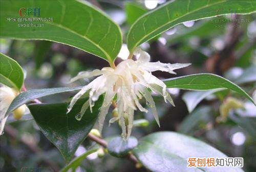 岩雀叫什么，蜡梅的图片介绍