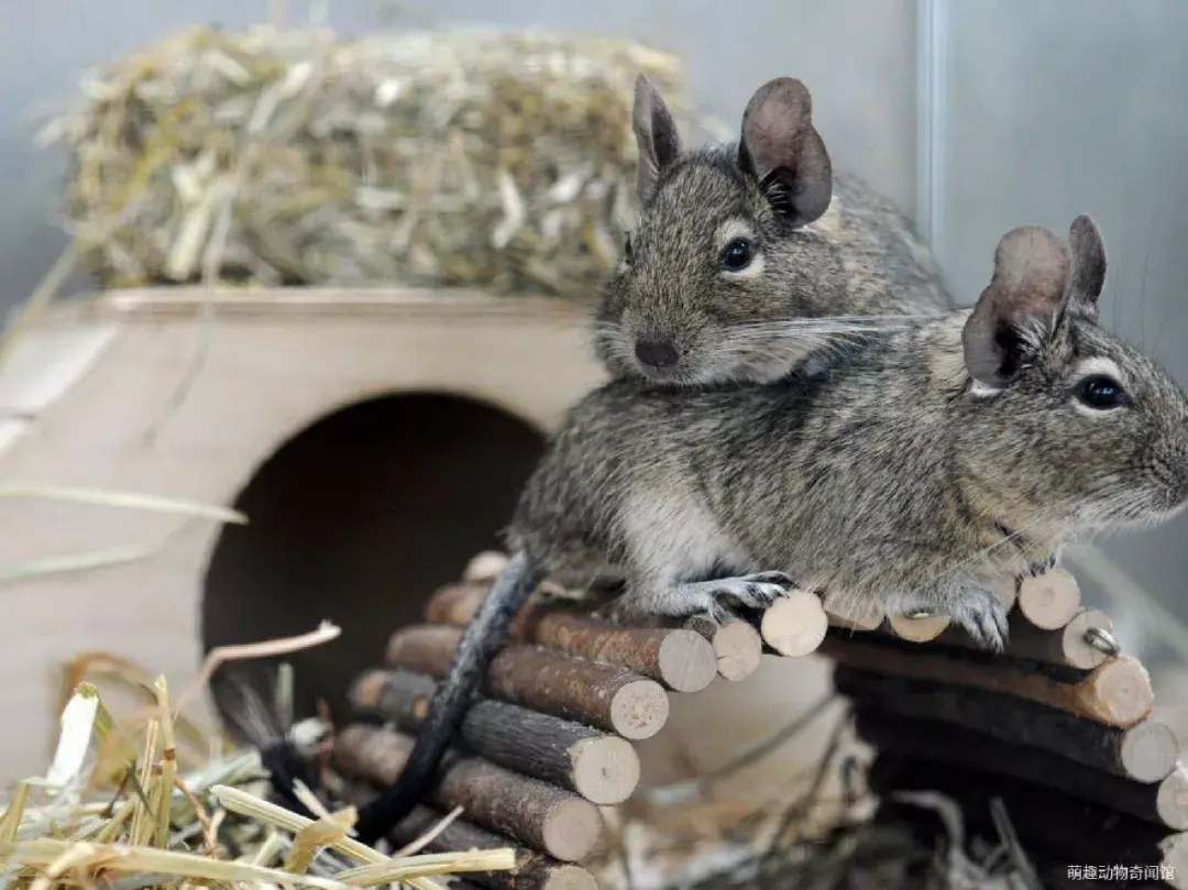 八齿鼠为啥没人买