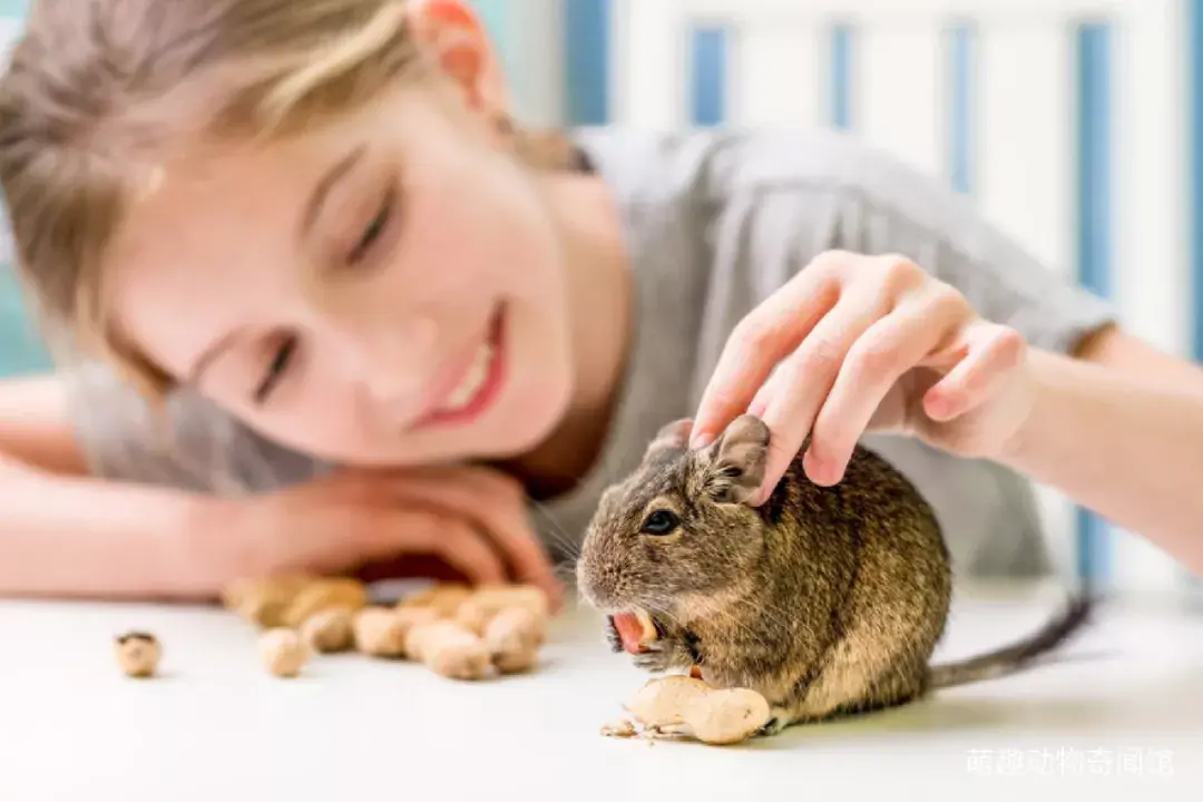 八齿鼠为啥没人买