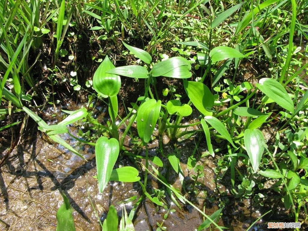 鸭舌草的功效与作用