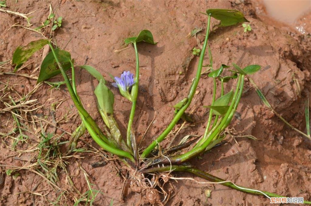 鸭舌草的功效与作用