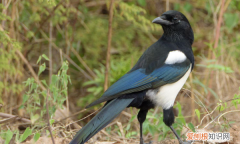 灰喜鹊可以家养，养灰喜鹊违法吗