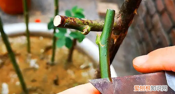 月季花用什么树桩嫁接