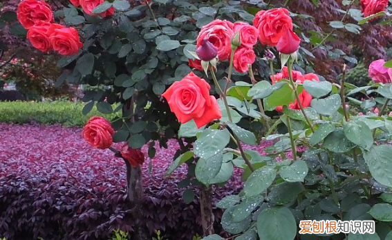 月季花用什么树桩嫁接