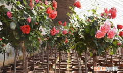 月季花用什么树桩嫁接