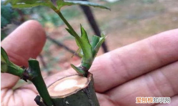 月季花用什么树桩嫁接