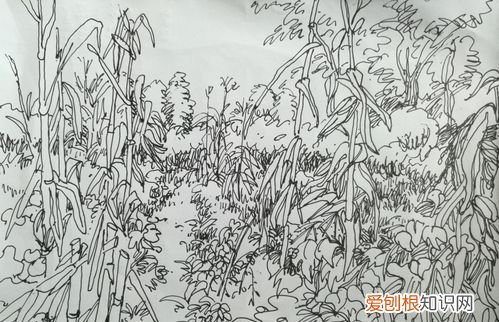 丰收的画简单又漂亮，玉米地怎么画既简单又好看