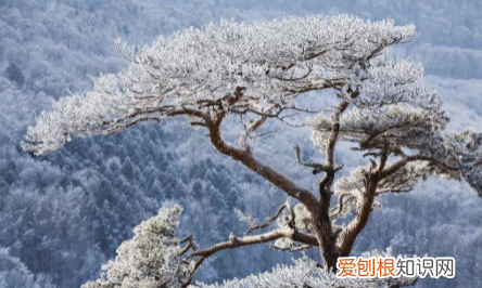 古文中岁寒什么意思，岁寒然后知松柏之后凋也之的意思